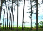 Khaolak Orchid Beach Resort, Phang Nga - Facilities
