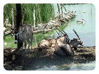 Safari Park