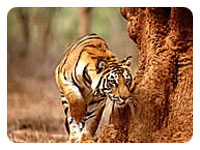 Safari Park