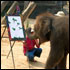 Maesa Elephant Camp